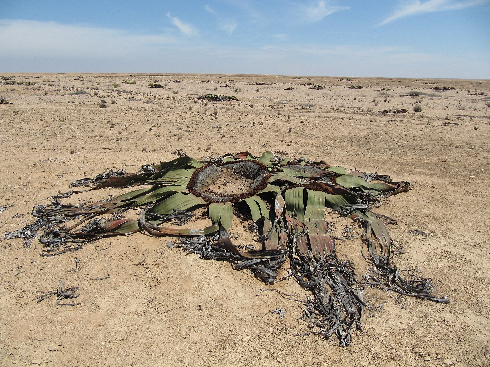 Welwitschia in the Namib